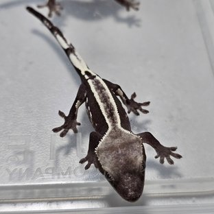 아잔틱 화이트 화이트핀