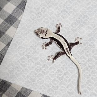 릴잔틱