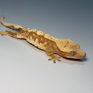 100%헷아잔틱 화이트