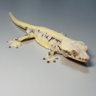 릴리100%헷아잔틱 드리피 화이트스팟 솔리드백