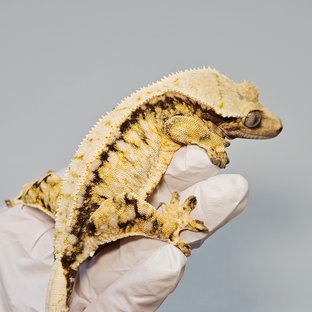 노멀 드리피 화이트스팟 화이트