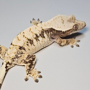 노멀 드리피 화이트