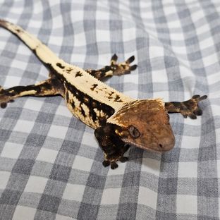 세이블