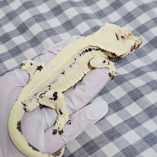 릴리 세이블 세이블
