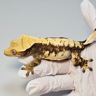 노멀 드리피 화이트