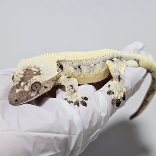 세이블 릴리100%헷아잔틱 릴리 세이블 100%헷아잔틱