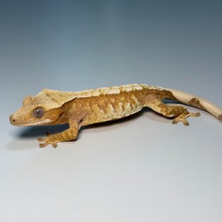 100%헷아잔틱 화이트