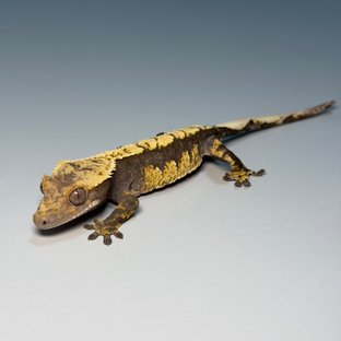 100%헷아잔틱 화이트