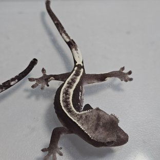 아잔틱 화이트핀 쿼드 화이트 화이트포트홀