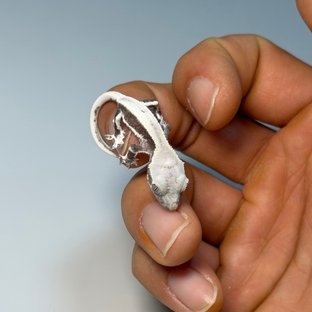 릴잔틱 솔리드백