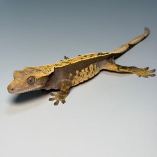 100%헷아잔틱 핀스트라이프