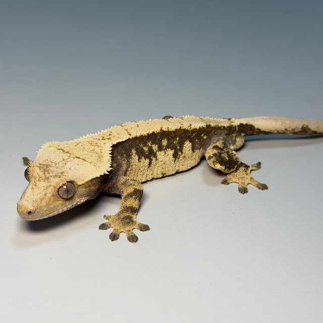 100%헷아잔틱 화이트