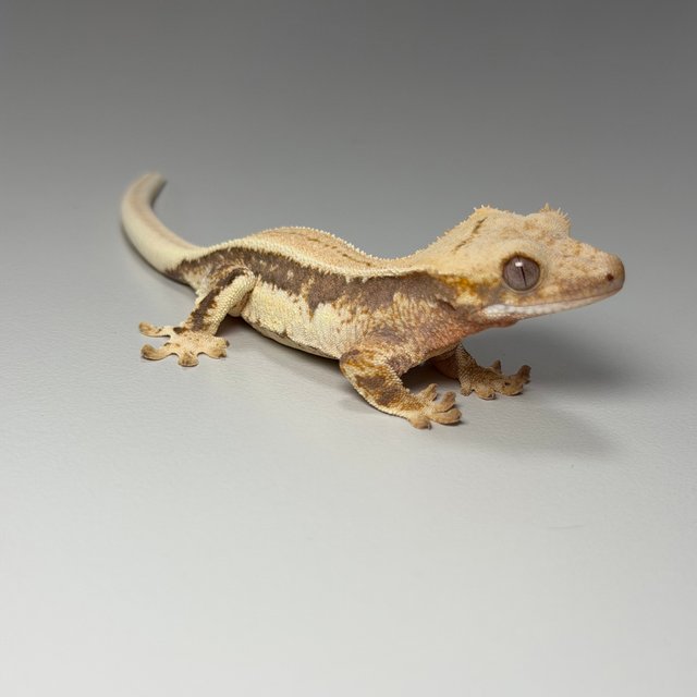 릴리100%헷아잔틱