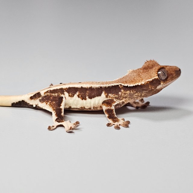 릴리100%헷아잔틱 쿼드 드리피