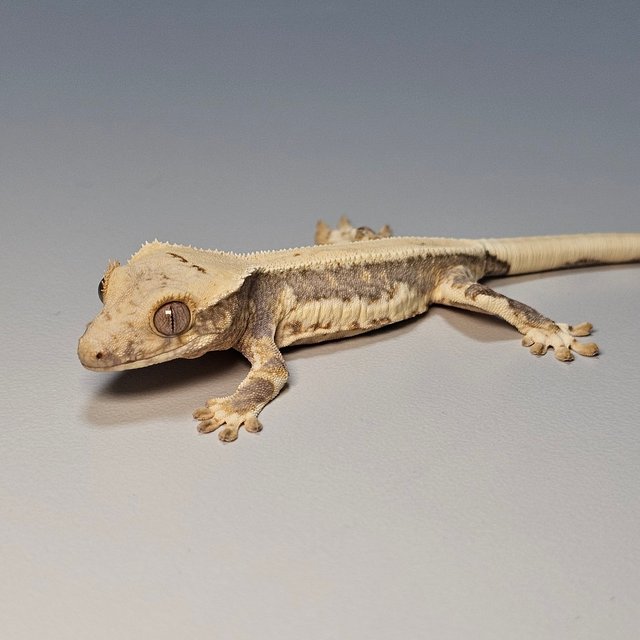 릴리100%헷아잔틱 쿼드 화이트