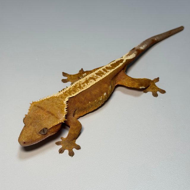 100%헷아잔틱 풀핀 레드 바이