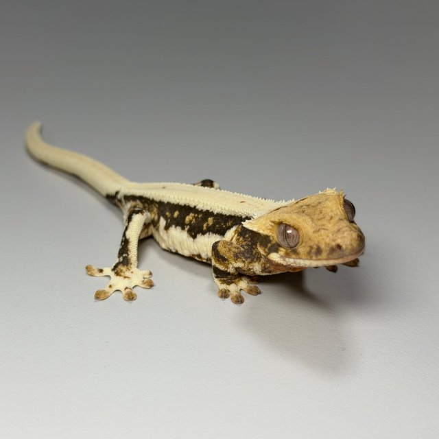 릴리100%헷아잔틱 솔리드백 쿼드