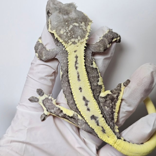 릴잔틱 100%헷아잔틱 세이블 릴리 세이블 아잔틱 릴리100%헷아잔틱