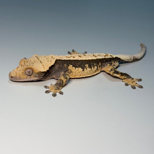 100%헷아잔틱 화이트 핀스트라이프