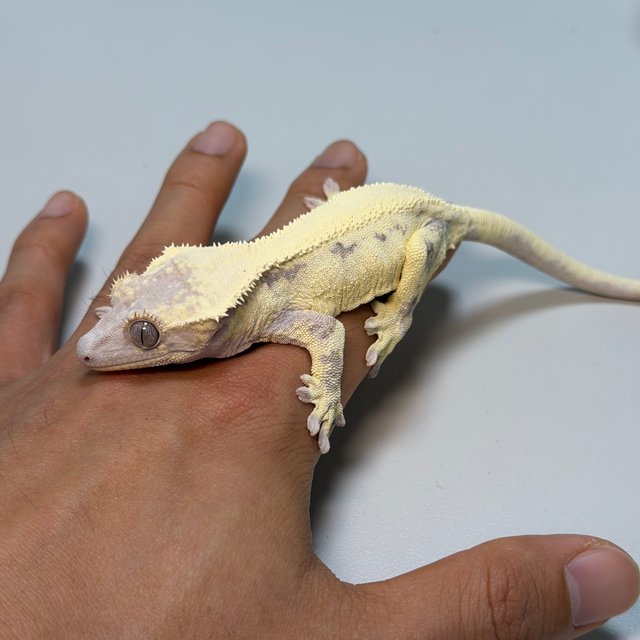 릴리 세이블 100%헷아잔틱