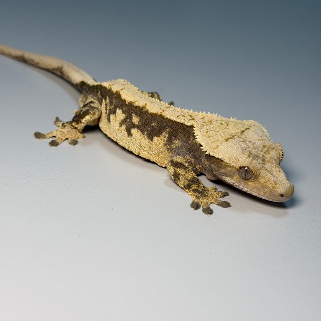 100%헷아잔틱 화이트