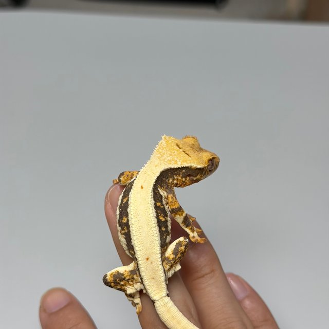 릴리100%헷아잔틱 솔리드백 쿼드