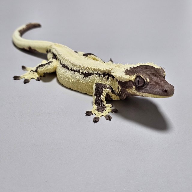 릴잔틱 100%헷아잔틱 세이블 릴리 세이블 아잔틱 릴리100%헷아잔틱