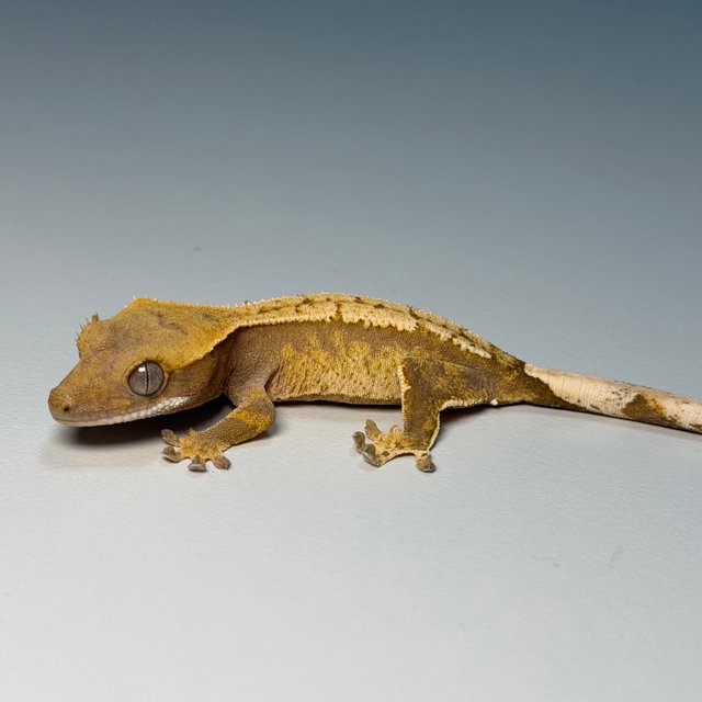 100%헷아잔틱 화이트