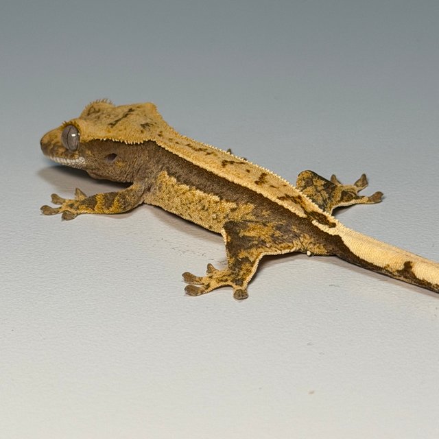 100%헷아잔틱 쿼드 핀스트라이프