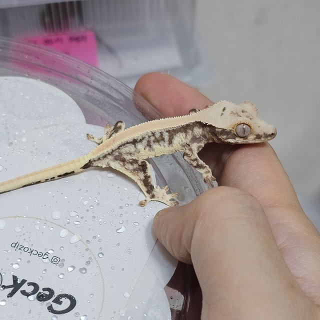 릴리100%헷아잔틱 드리피 화이트스팟 솔리드백