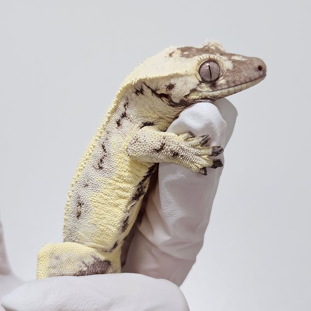 세이블 릴리100%헷아잔틱 릴리 세이블 100%헷아잔틱