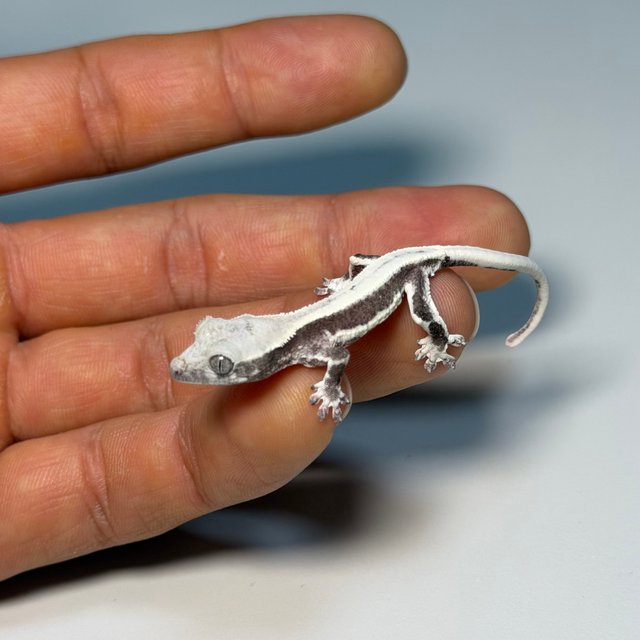 릴잔틱 솔리드백