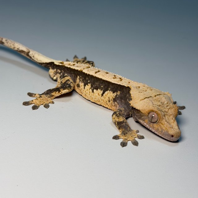 100%헷아잔틱 화이트 핀스트라이프