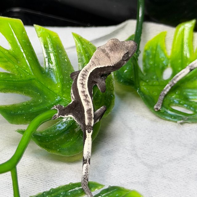 아잔틱 화이트핀 쿼드 화이트 화이트포트홀