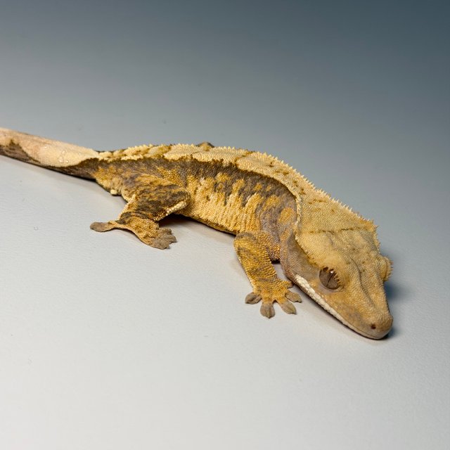 100%헷아잔틱 화이트