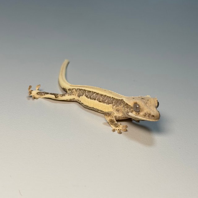 100%헷아잔틱 화이트스팟 드리피