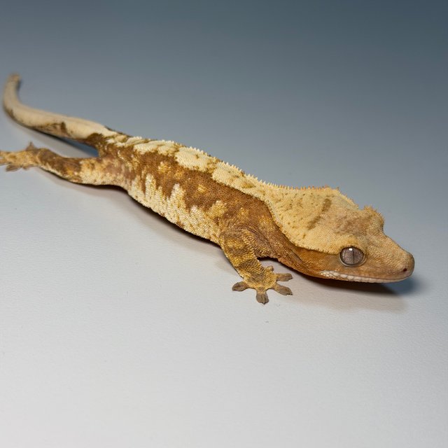 100%헷아잔틱 화이트