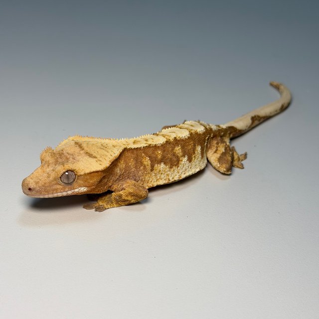 100%헷아잔틱 화이트