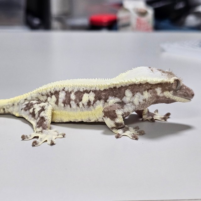 릴잔틱 100%헷아잔틱 세이블 아잔틱 릴리 세이블 릴리100%헷아잔틱