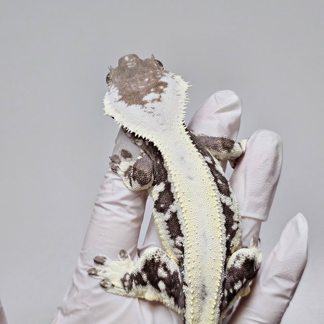 릴잔틱 100%헷아잔틱 세이블 아잔틱 릴리 세이블 릴리100%헷아잔틱