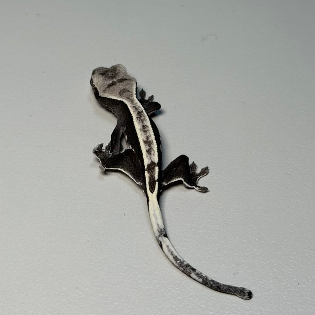 아잔틱 화이트 화이트핀