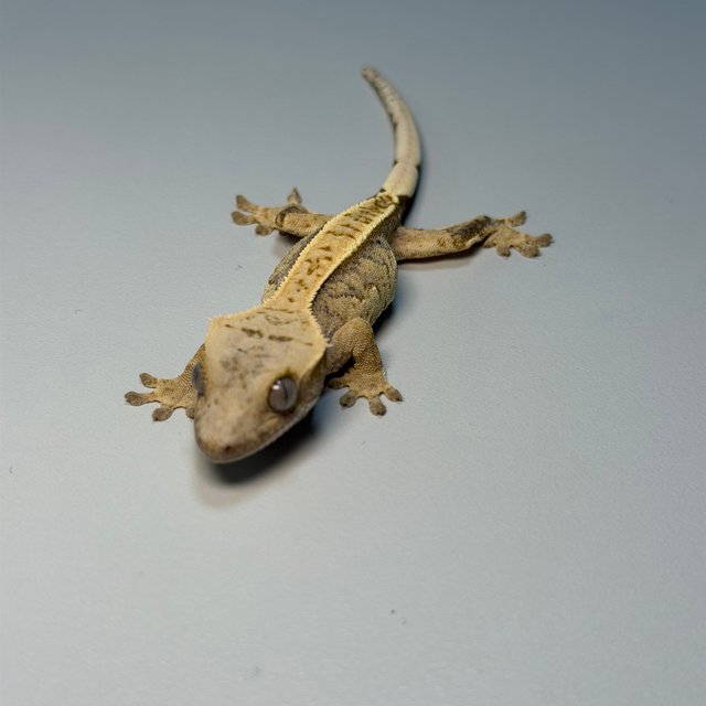 100%헷아잔틱 핀스트라이프 화이트