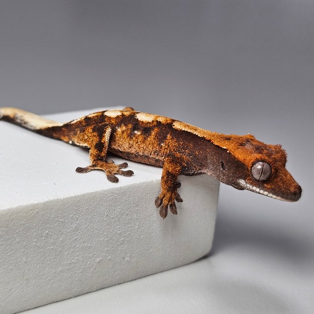 세이블 100%헷아잔틱