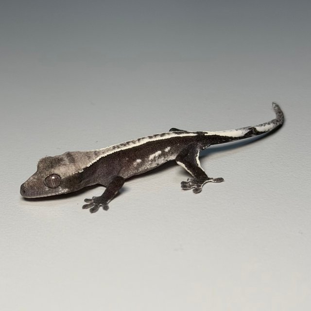 아잔틱 화이트핀 쿼드 화이트 화이트포트홀