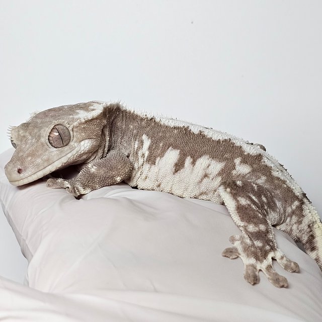 릴잔틱 100%헷아잔틱 세이블 아잔틱 릴리 세이블 릴리100%헷아잔틱