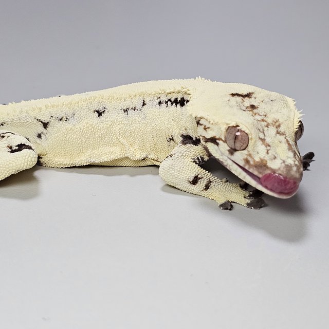 릴리 세이블 세이블