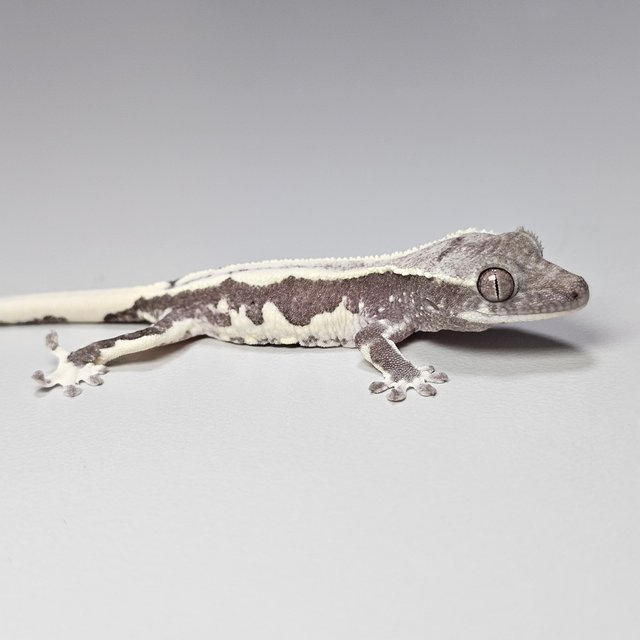 릴잔틱 드리피 화이트핀