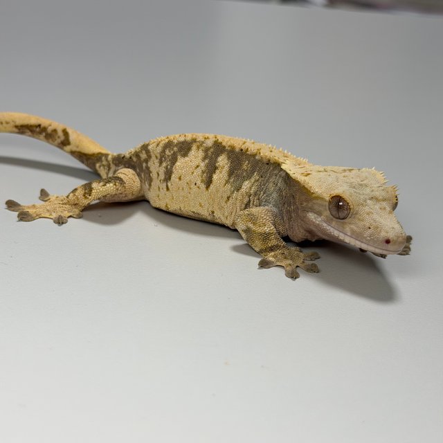 100%헷아잔틱 화이트