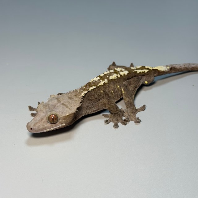 세이블 100%헷아잔틱