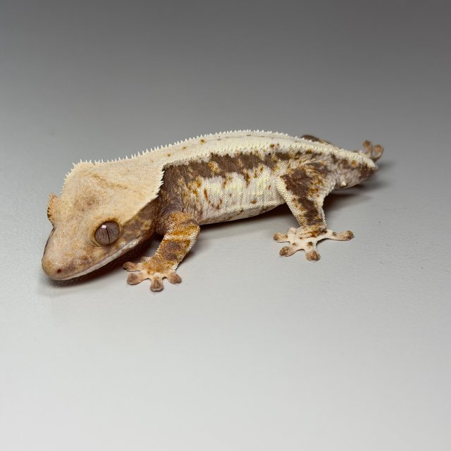 릴리100%헷아잔틱